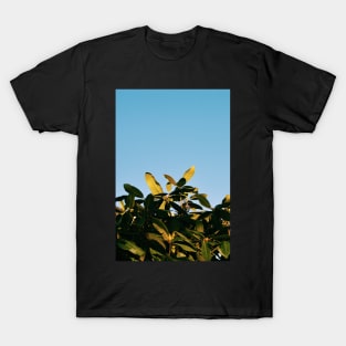 Mid-Winter Sunlight T-Shirt